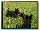 mcleod_scotties002001.jpg